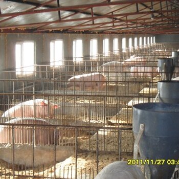黑龙江农村养猪如何建小型猪舍齐庆公司为您